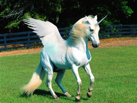 Beautiful White Unicorn Unicorns Pinterest