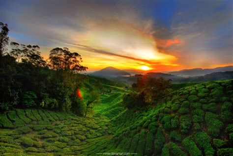 Along with its fresh mountain air, visitors could also enjoy several attractions ‒ visiting expansive tea plantations, picking strawberries at agricultural farms. CAMERON HIGHLANDS HILL RESORT DEVELOPMENT LAND at the peak ...