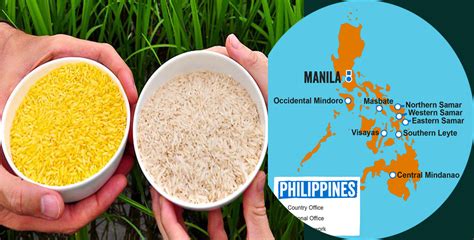 Philippines Approves Golden Rice Grain Feed And Milling