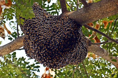 How To Start A Beehive With Wild Bees And How Not To Odh