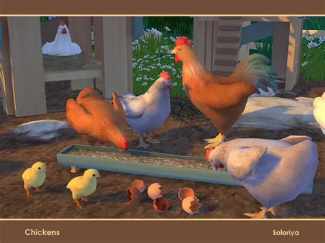 Soloriya Chickens Sims 4