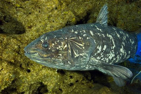 Studying The Coelacanths Ancient Human Sized Fish Can Live Up To A