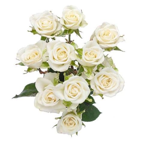 White Spray Rose 100 Stems Buy Bulk Flowers Jr Roses