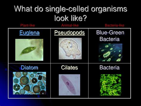 Ppt Comparing Organisms Powerpoint Presentation Free Download Id
