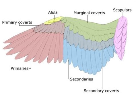 natural chicken keeping guide to feather anatomy and coloration