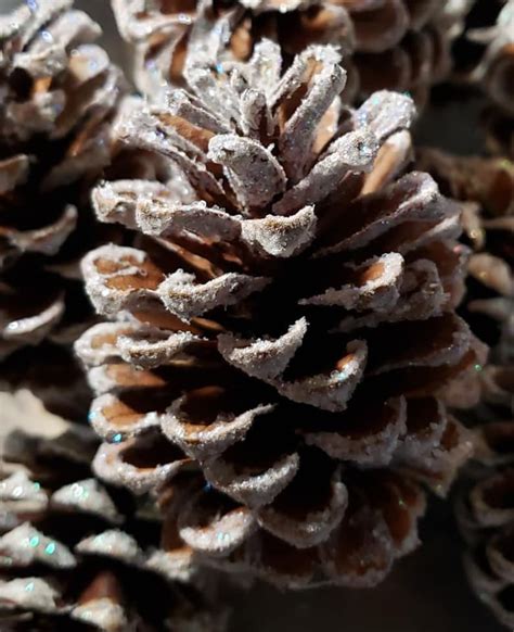 Frosted Pine Cones Christmas Pine Cones White Pine Cones Etsy