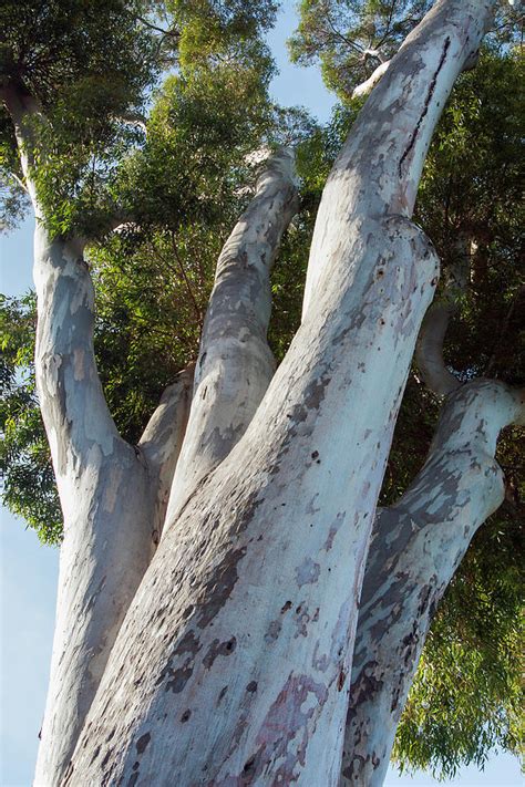Eucalyptus Tree California Photograph By Zandria Muench Beraldo Pixels