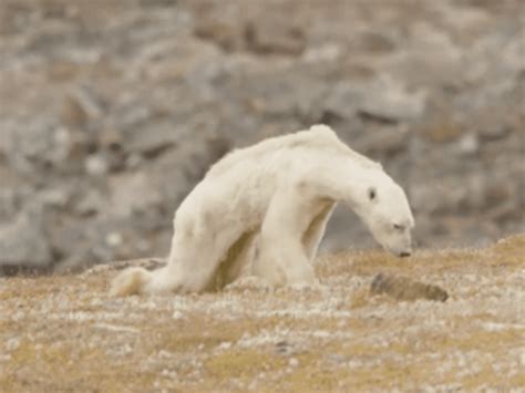 Filmmakers Stood There Crying As They Helplessly Filmed A Polar Bear