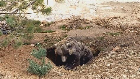 bear settles into hibernation den gma
