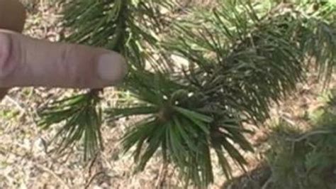 How To Prune Pine Trees Finegardening