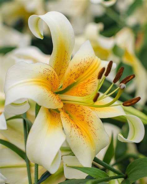 Lily Mister Cas Bulbs — Buy Orienpet Lilies Online At Farmer Gracy Uk