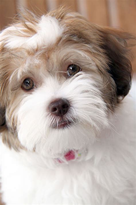 9 5 Months Old Superior Kelpie Dog Puppy For Sale Or Adoption Near