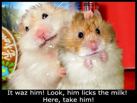 Funny Hamster Pictures With Saying Funny Pictures Gallery Funny