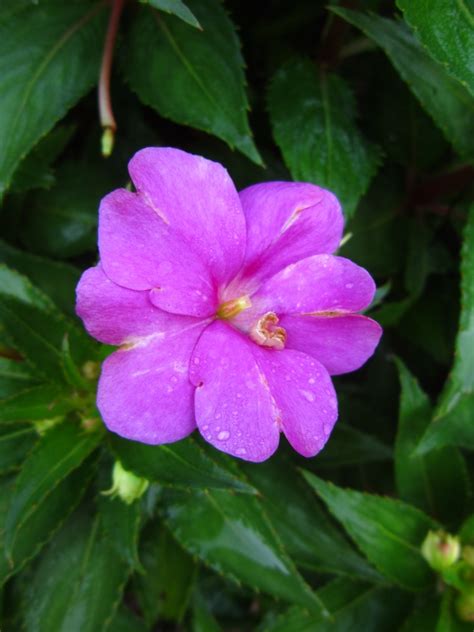New Guinea Sunpatiens Compact Neon Pink 2 Miss Smarty Plants
