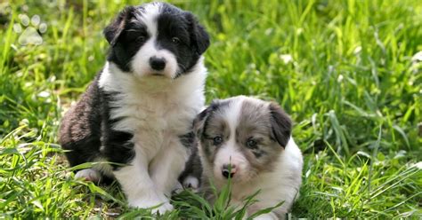 Caring For Your Border Collie Puppy Trudog
