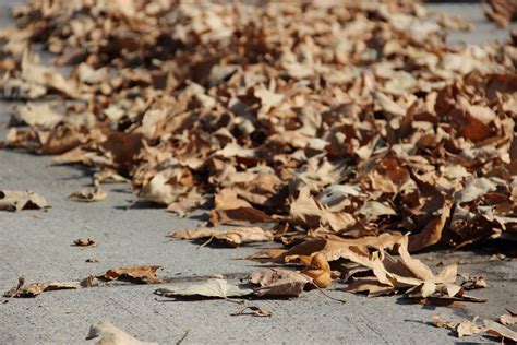 Free Stock Photo Of Fallen Dead Leaves On Concrete