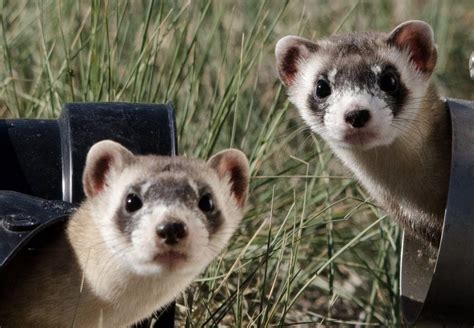 Ferrets used in first Covid-19 vaccine animal trial - Asia Times