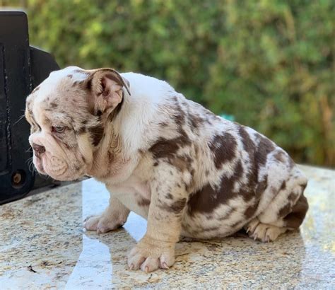 My dogs live in our home and are valued members of our family. Molly - Top English Bulldogs Breeders