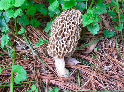 The 30 Best Ideas For Morel Mushrooms Picture Best Recipes Ideas And