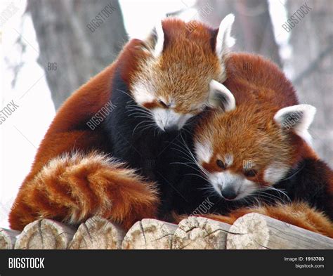 Red Pandas Cuddling Image And Photo Bigstock