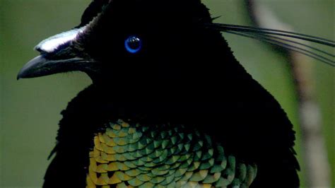 Birds of the Gods | Bird of Paradise Facts | Nature | PBS