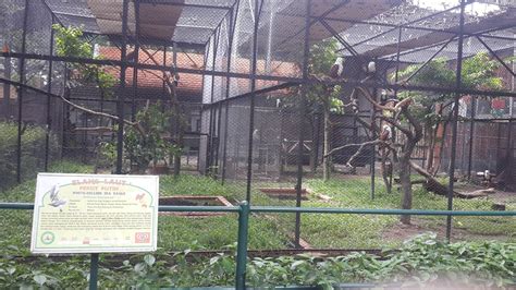 Surabaya Zoo Harga Tiket Kebun Binatang Surabaya
