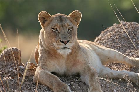 Beautiful Animals Safaris Lion Cubs And Young Male Lions In The Wild Vs Cute Young Female Baby