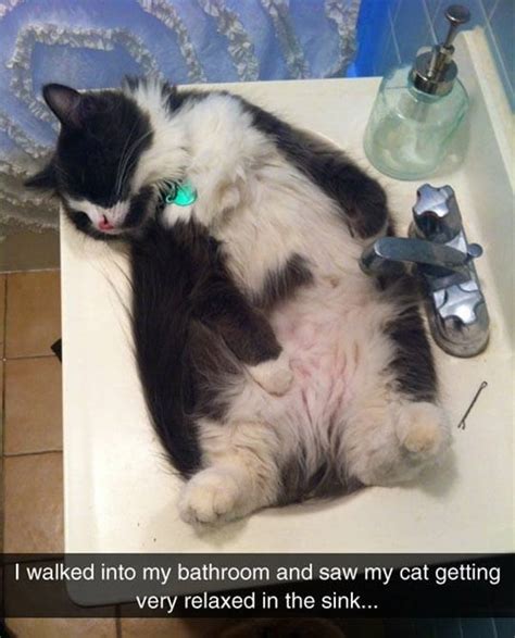 40 Amazing Cat Funny Moments Pictures