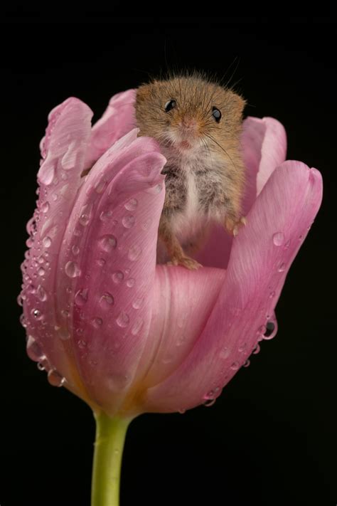 Adorable Photos Of Harvest Mice Nestled In Tulips Will Make You Smile