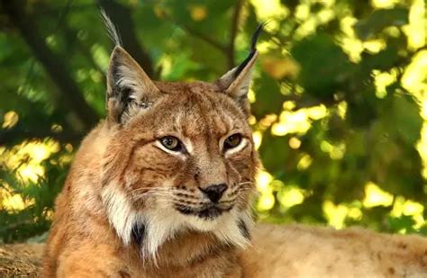 Lynx Cat Pet Diet Cat Meme Stock Pictures And Photos