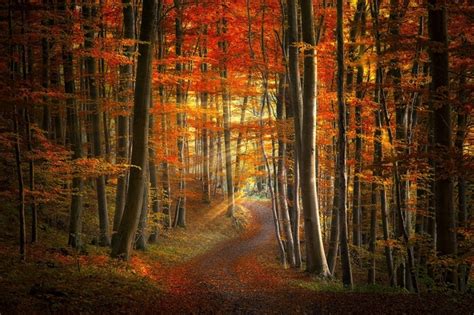 1137372 Sunlight Trees Landscape Forest Fall Leaves Nature Red