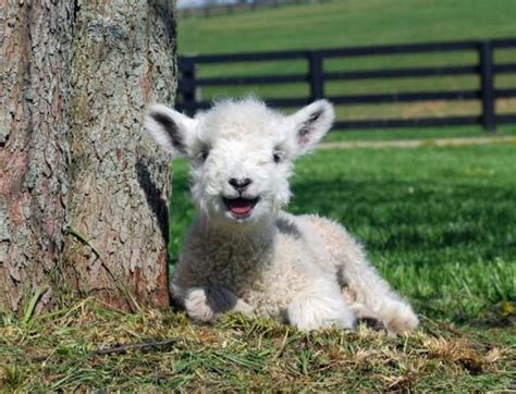 Lamb Smile
