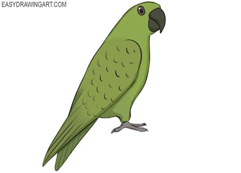 How To Draw A Parrot Unianimal