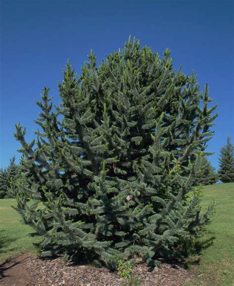 Bristlecone Pine Pinus Aristata