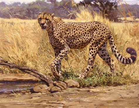 Paintings Wildlife Pinturas Cartel Fotos