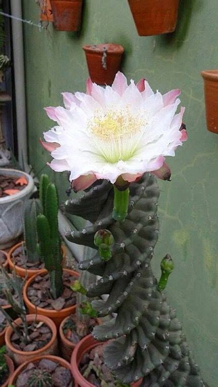 Aquí encontraras las mejores ofertas de cactus 2021 !!! Cactus y sus flores | Flores exóticas, Suculentas, Cactus ...