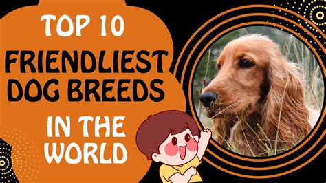 Top 10 Friendliest Dog Breeds In The World Youtube