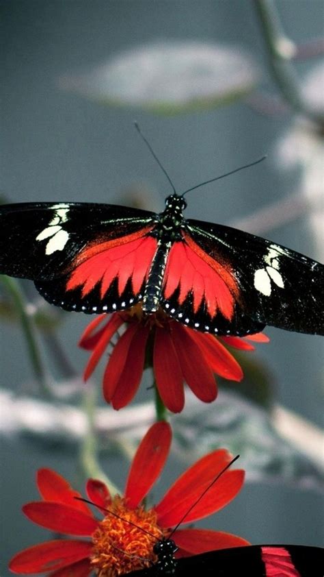 iPhone 7 Wallpaper Butterfly - Best iPhone Wallpaper | Beautiful