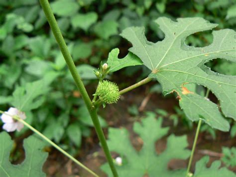 Translation of kapas in english. Jungli Kapas (Hindi: जंगली कपास) | Malvaceae (mallow ...