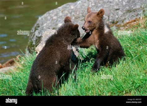 European Brown Bear Cubs Playing Ursus Arctos Cub Stock Photo Alamy