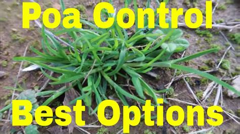 Poa Annua Weed Control In The Lawn Youtube