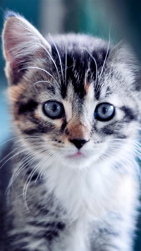 Cute Kitten Iphone Wallpaper Wallpapersafari