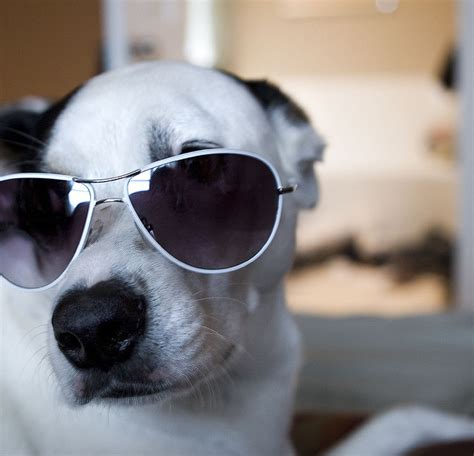 Dogs In Shades The Ark In Space