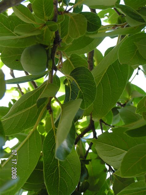 The persimmon psyllid (a tiny bug) attacks this tree, causing new leaves to be crinkly and stunted. A Satisfying Life: Persimmon Leaf Lattea