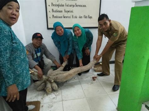 Sambutan kepala desa di pemakaman umum pengarasan bantarkawung. Desa Pertambatan Pamerkan Hasil Bumi