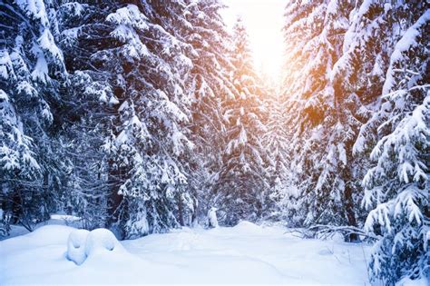 Snow Covered Trees In Winter Forest At Sunset Stock Photo Image Of