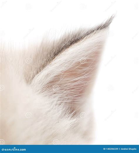 Little Kitten S Ear Isolated On White Background Stock Image Image Of