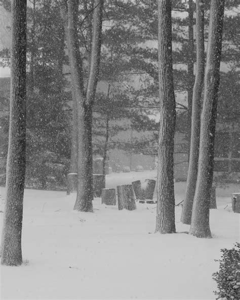 Winter Wonderland Photo Free Printable Download Erin Spain