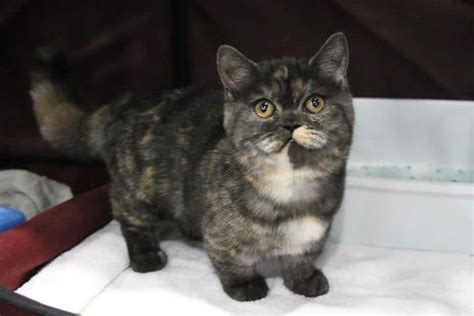 They have the long silky plush coat of the persian and the open doll face expression. Munchkin Cat Rug Hugger - Rugs Ideas
