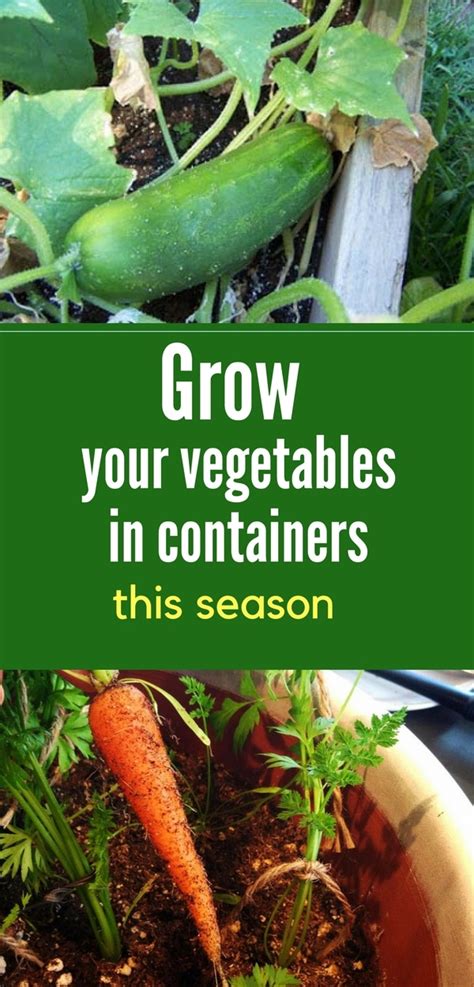 16 Vegetables That Grow In Containers Inspiration For